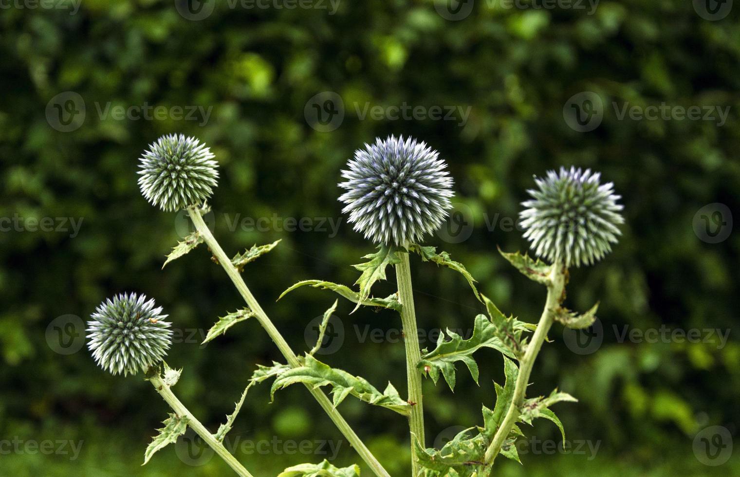 Echinops flower, round-headed mordovnik, prickly mordovnik photo