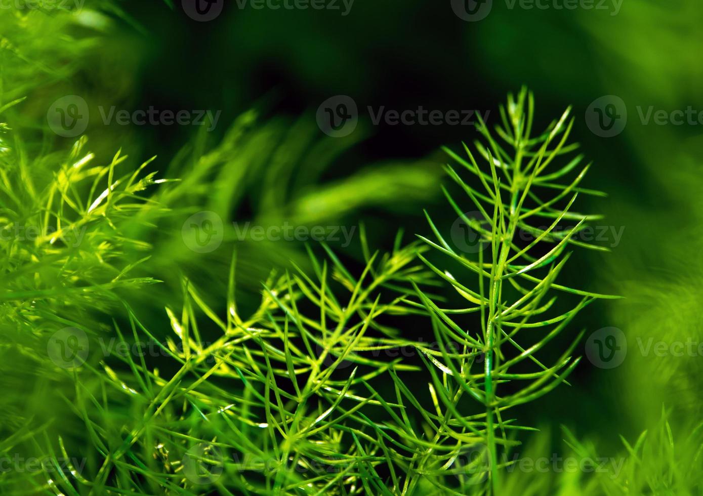 Freshness green fine leaves of Asparagus fern on natural background photo