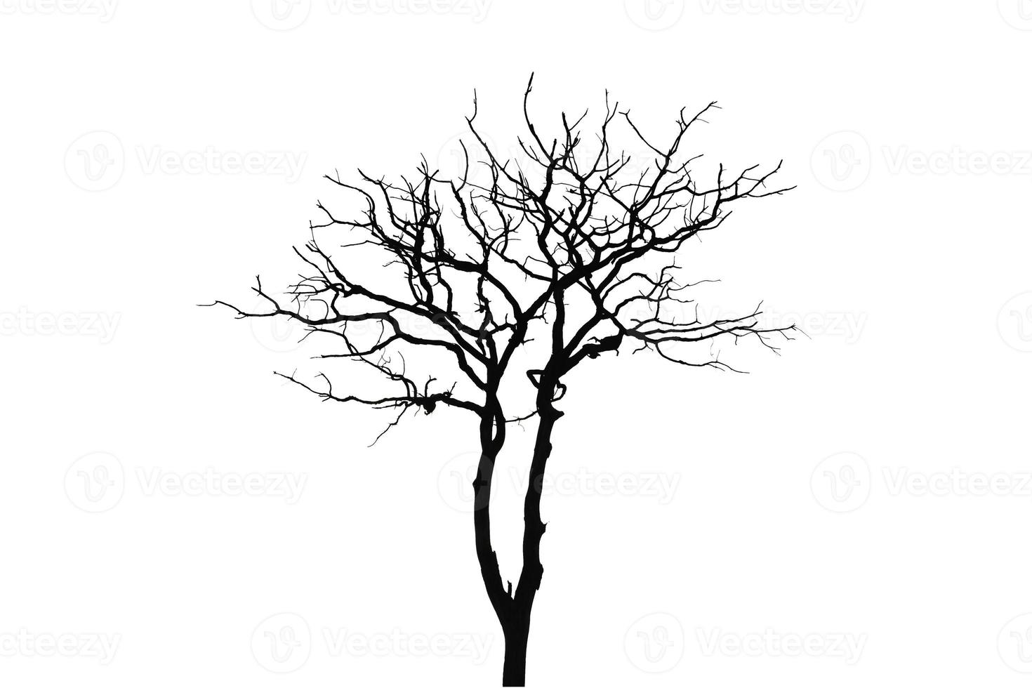 Dead tree isolated on white background. photo
