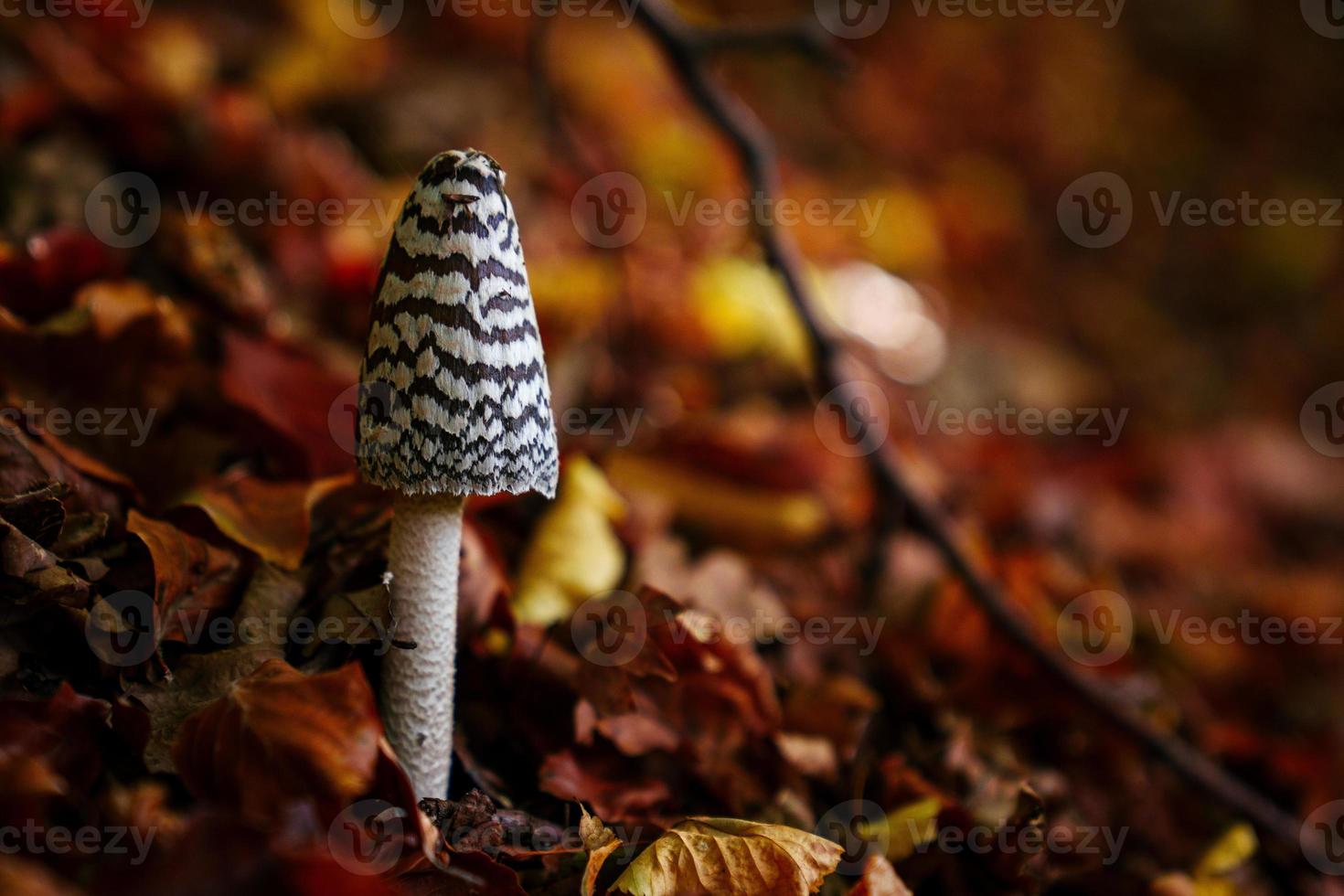 Small mushroom on background of fallen leaves in autumn forest photo