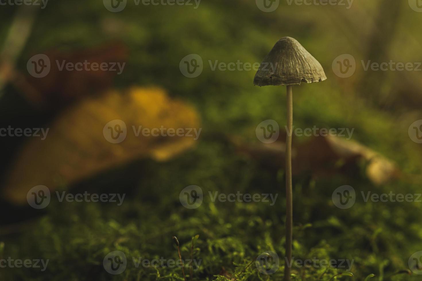 Close-up at fungus growing on moss. Tiny Mushroom in autumn forest photo