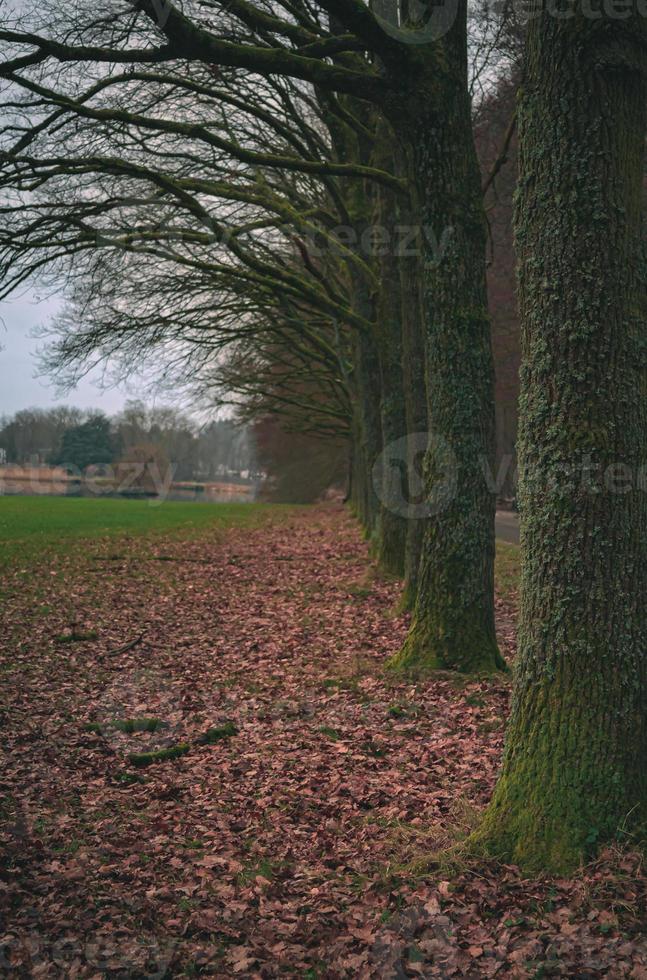 hileras de árboles que bordean un largo camino vacío del parque en otoño foto