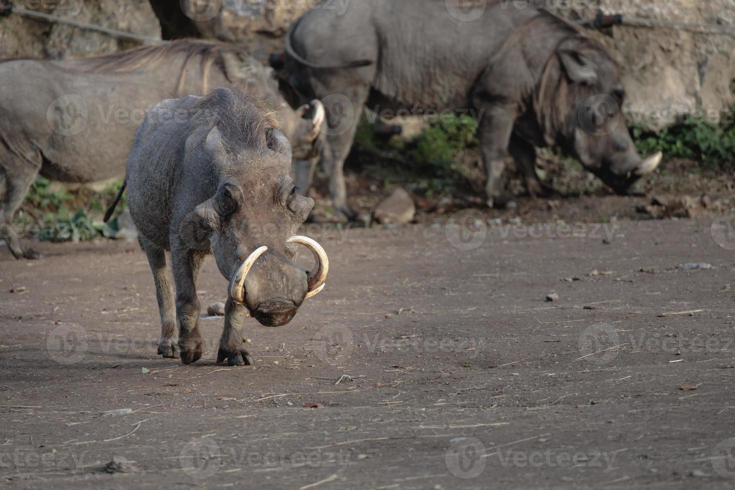 Closeup shot of a common warthog photo