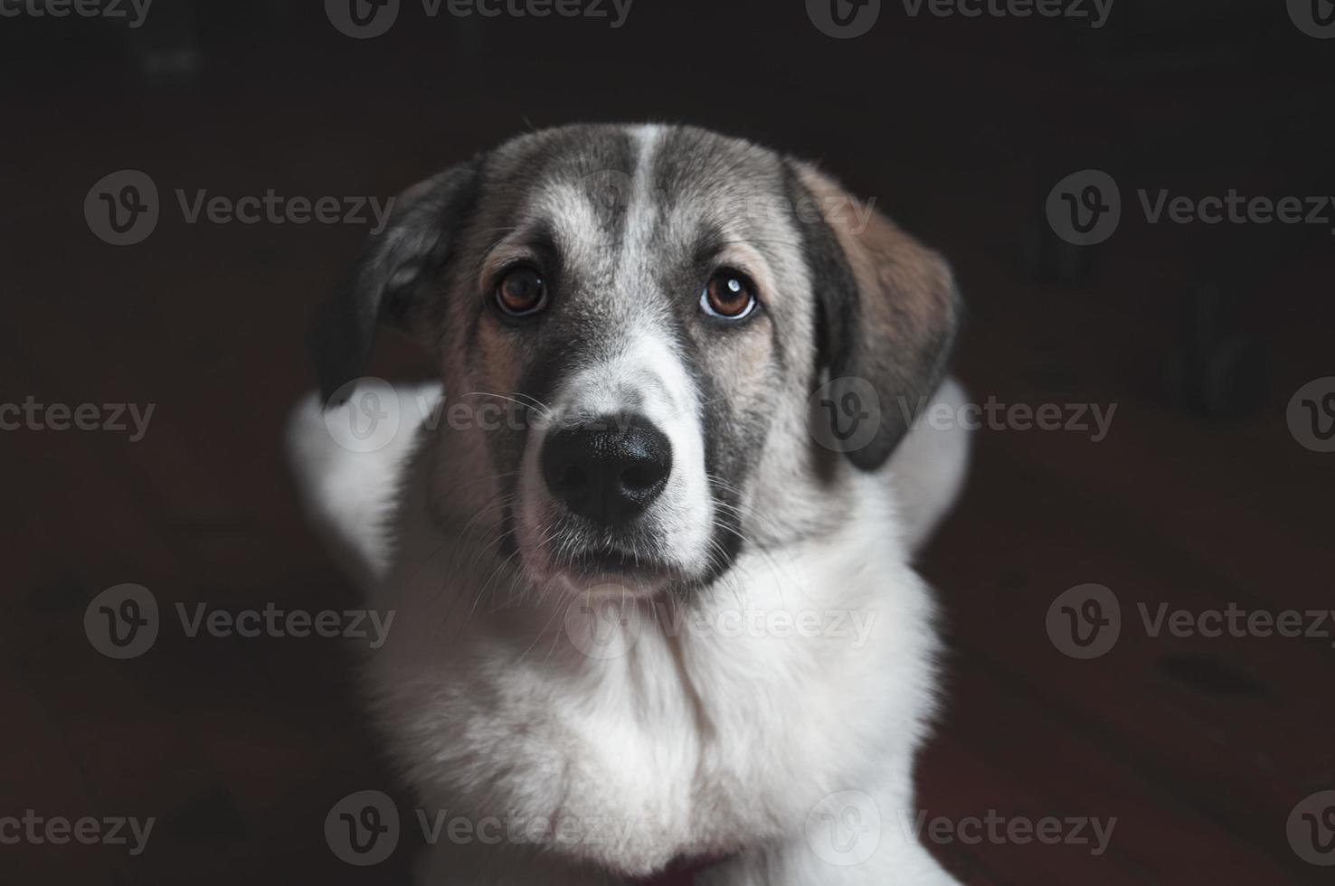 Closeup dog portrait. Curious looking up isolated on black background photo