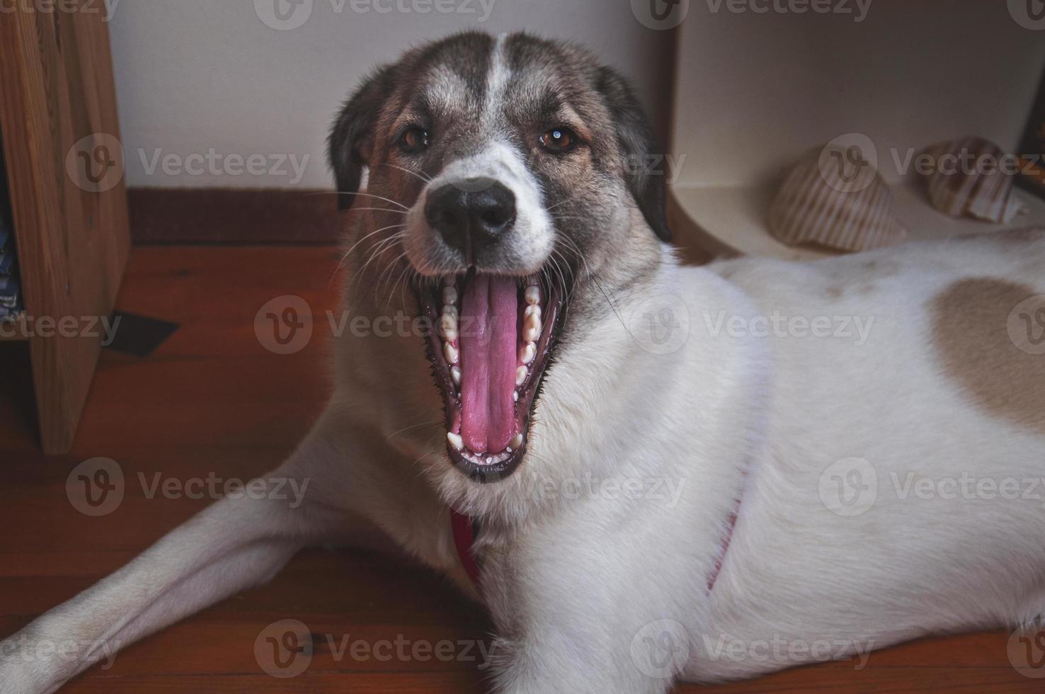 retrato de perro de primer plano. perro bostezando con la lengua fuera foto