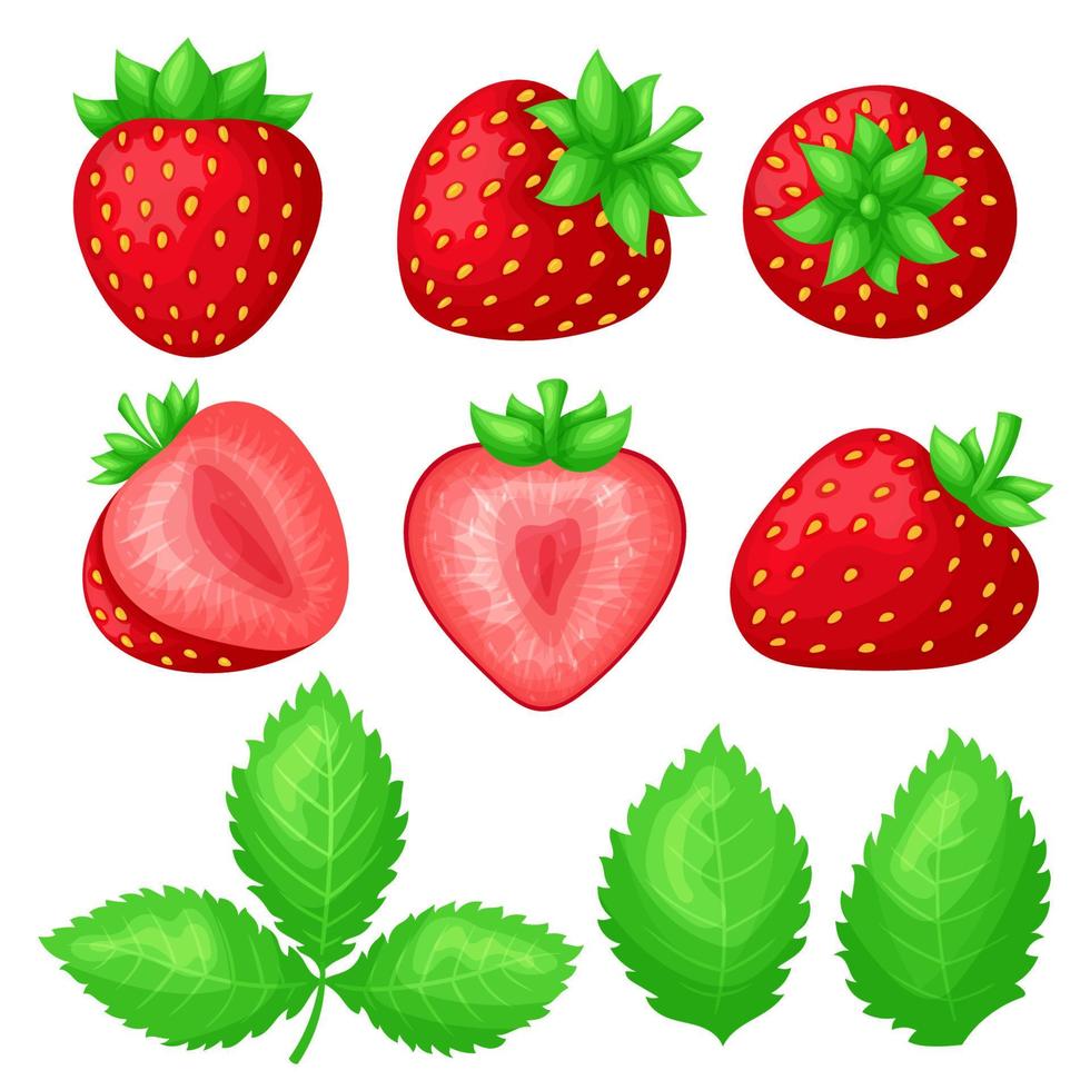 conjunto de fresas jugosas maduras. bayas enteras y rodajas de diferentes formas. hojas verdes. colorido estilo de dibujos animados planos simples. ilustración vectorial aislada. vector