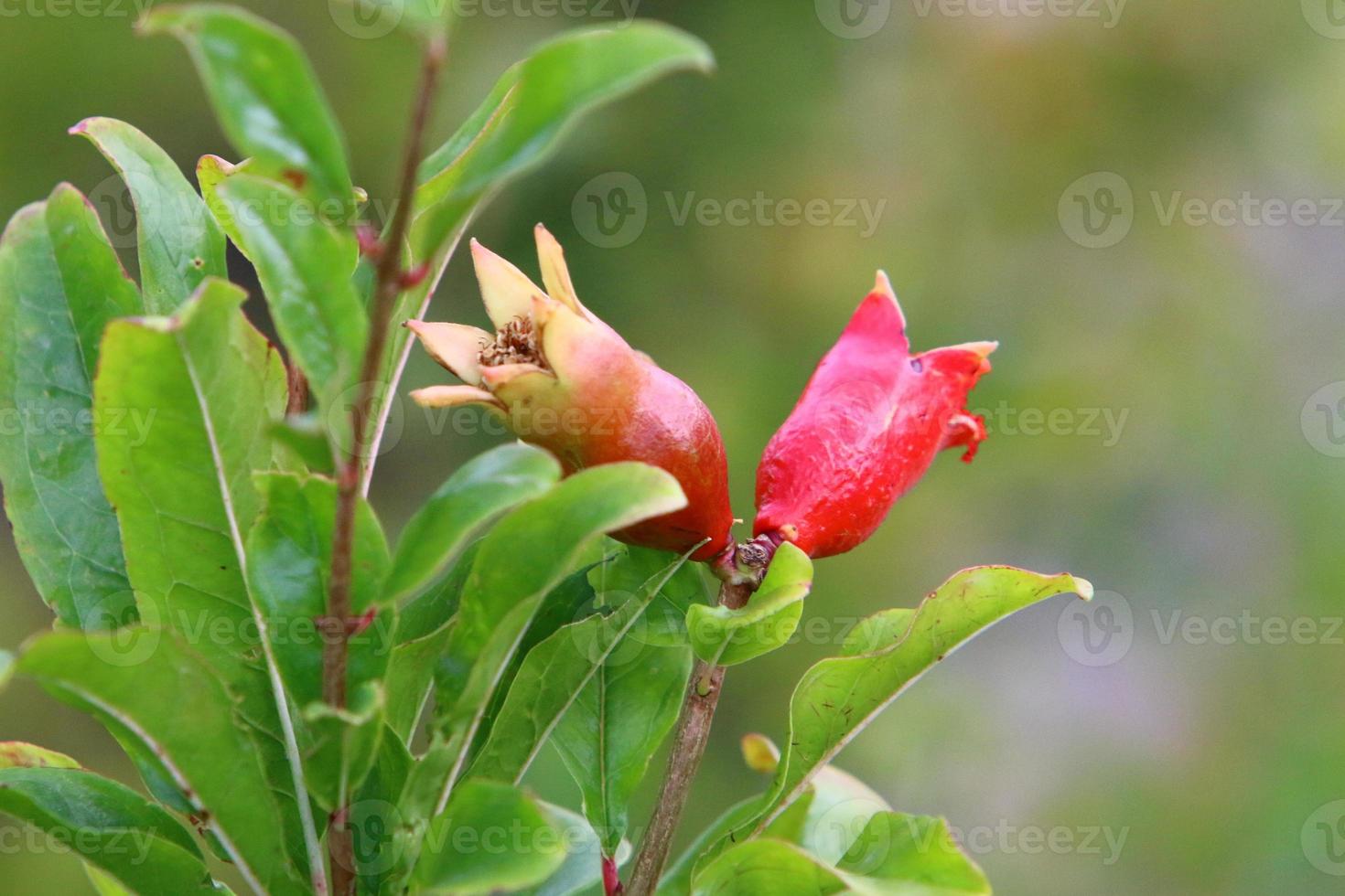 Pomegranates ripen on trees in a city park in northern Israel. photo