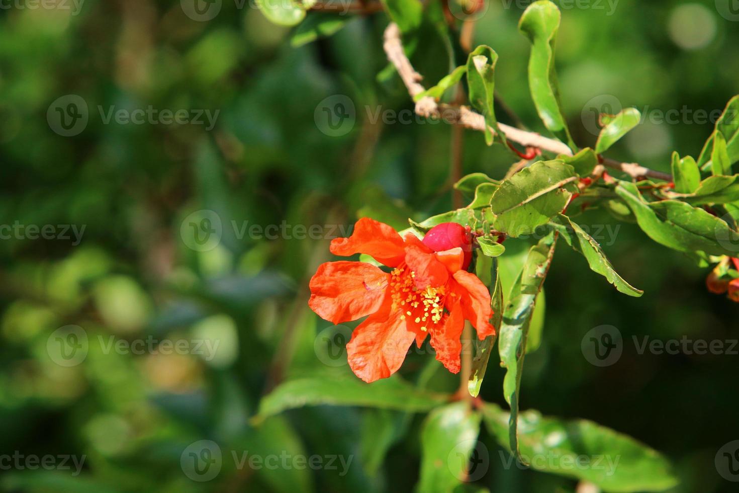 Pomegranates ripen on trees in a city park in northern Israel. photo