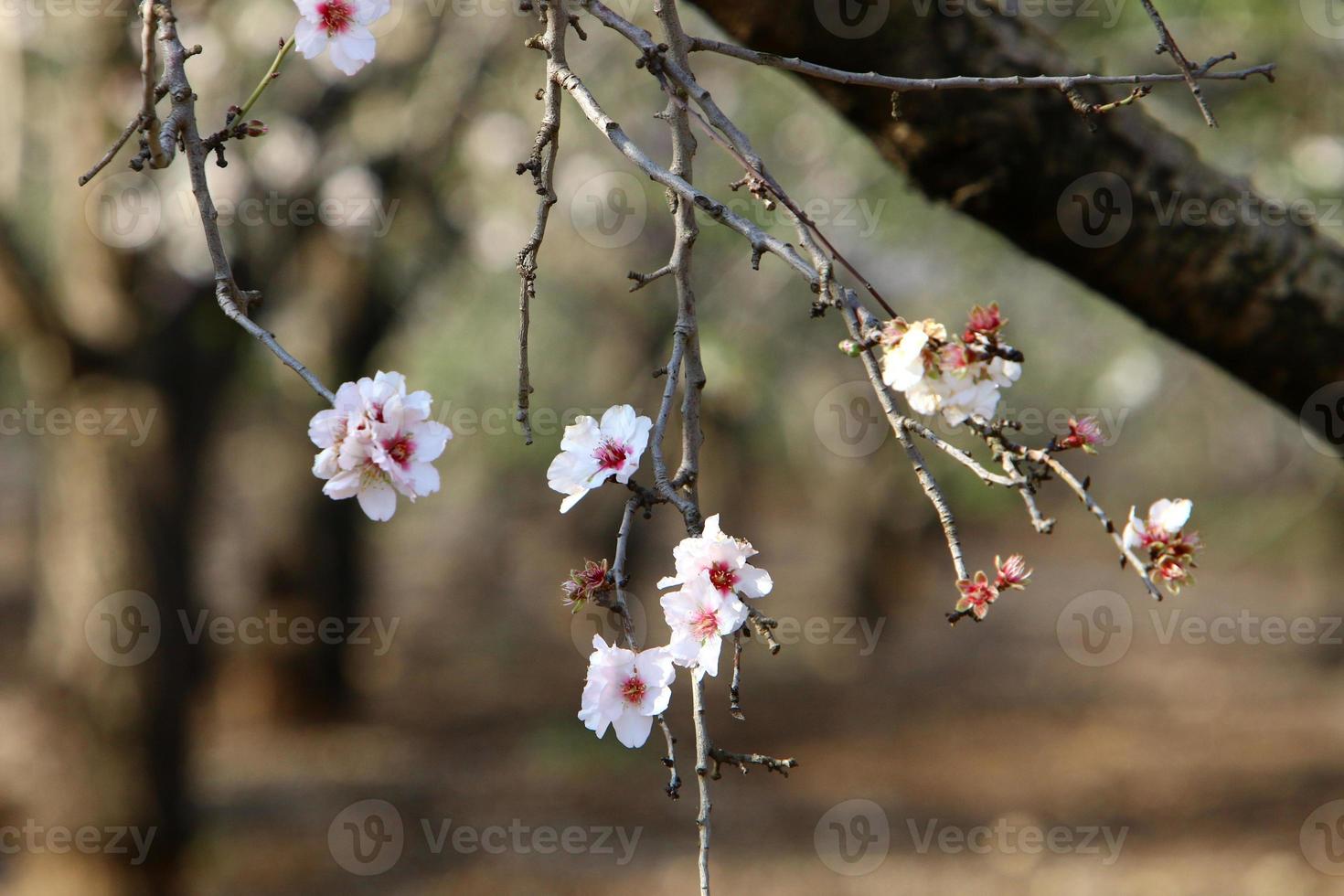 flores de almendro en un parque de la ciudad en el norte de israel. foto