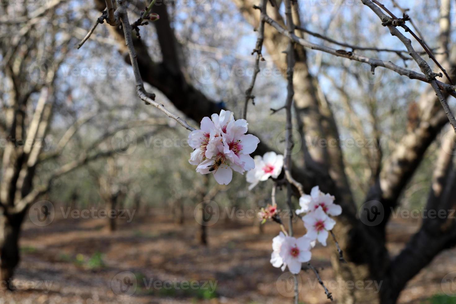 flores de almendro en un parque de la ciudad en el norte de israel. foto