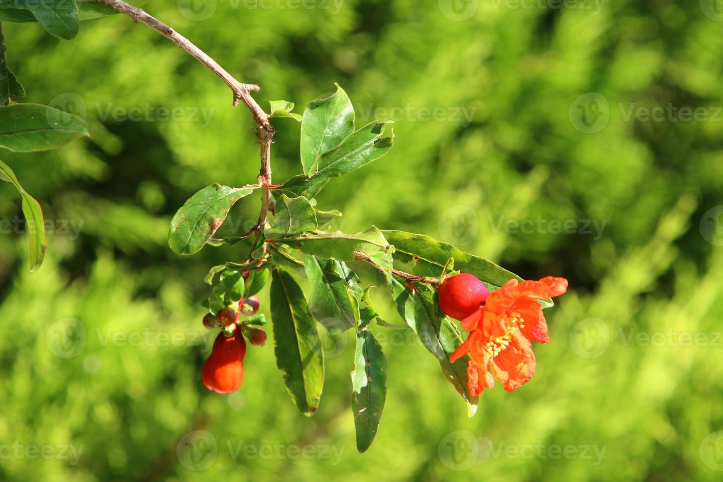 Pomegranates ripen on trees in a city park in northern Israel. photo