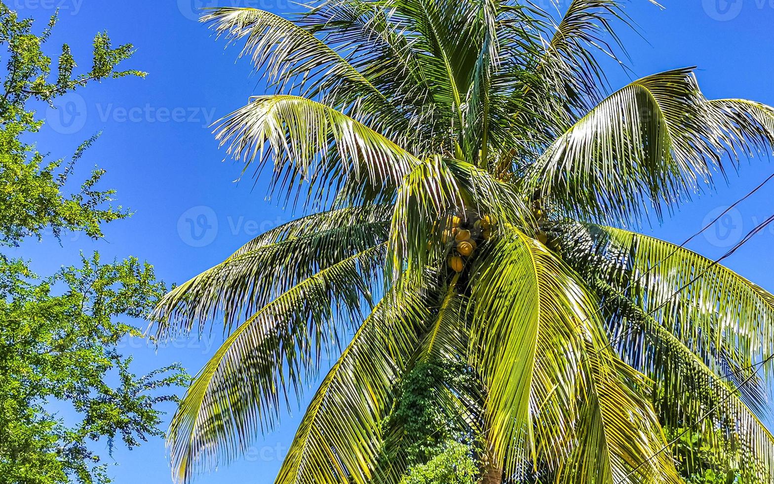 Tropical natural palm tree coconuts blue sky in Mexico. photo