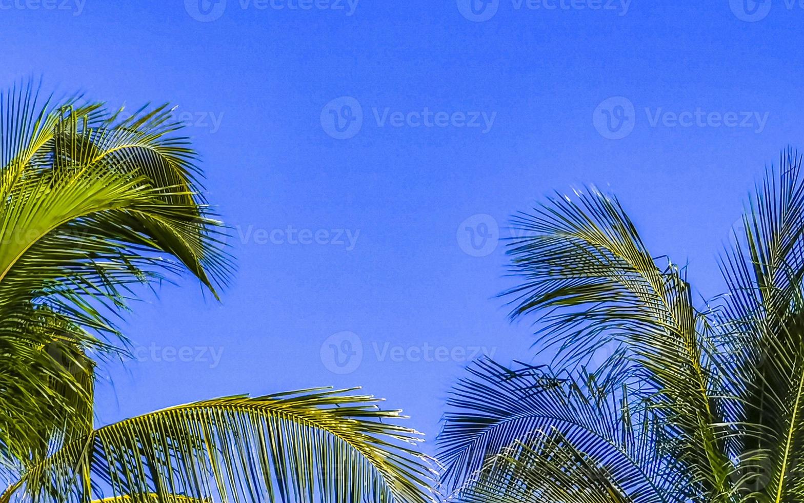 Tropical natural palm tree coconuts blue sky in Mexico. photo