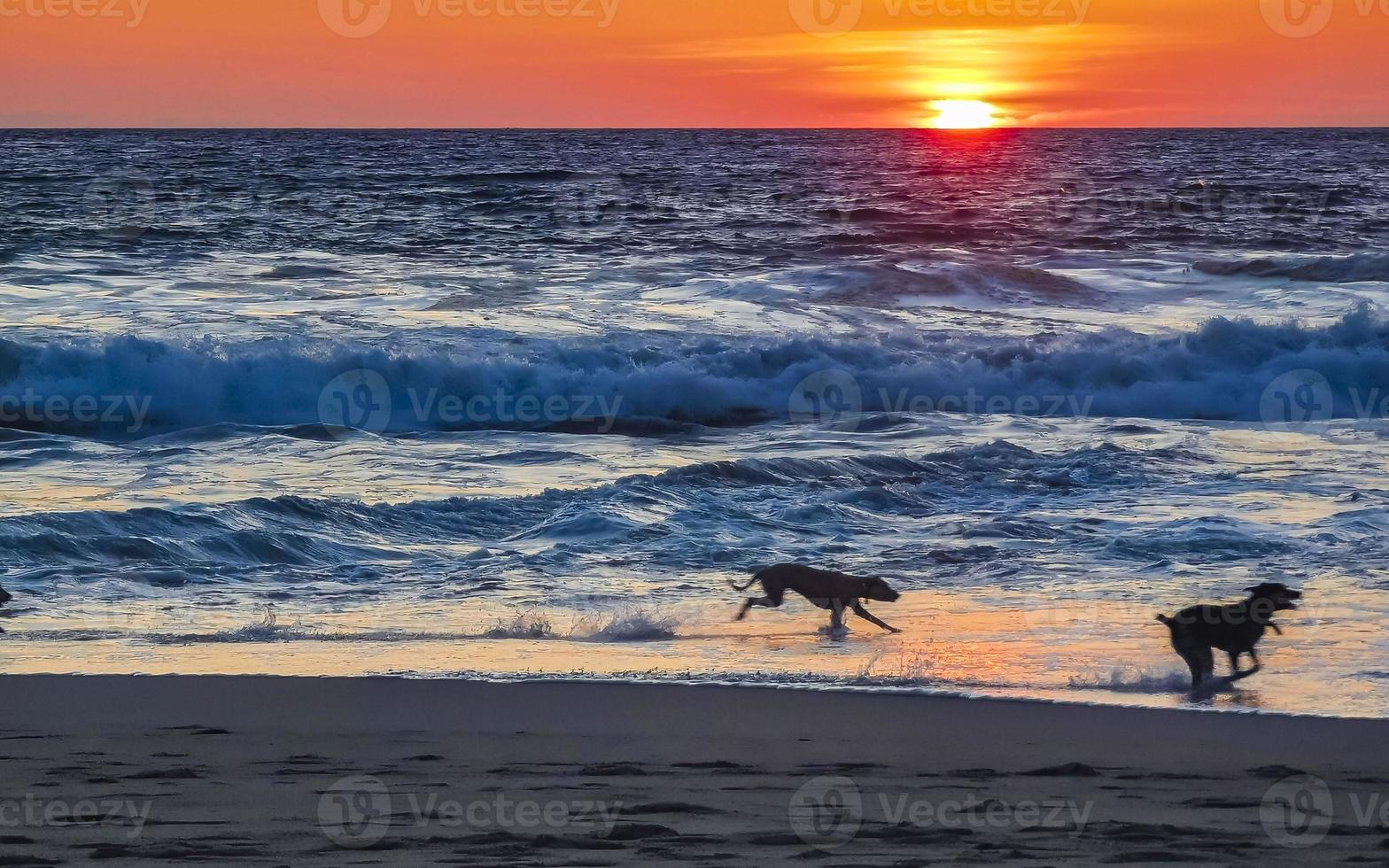 Dogs running happily in front of the sunset beach Mexico. photo