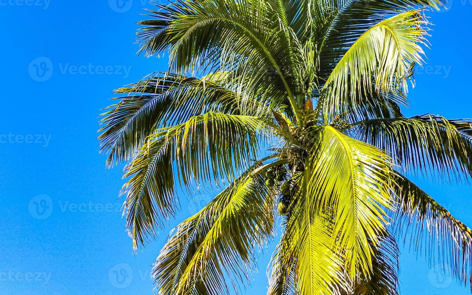 Tropical natural palm tree coconuts blue sky in Mexico. photo