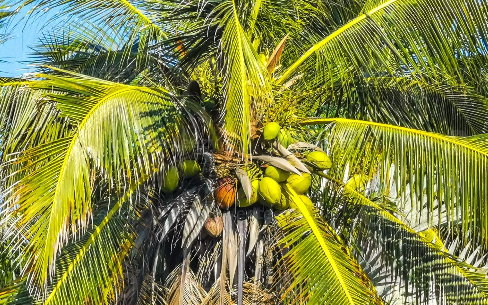 Tropical natural palm tree coconuts blue sky in Mexico. photo