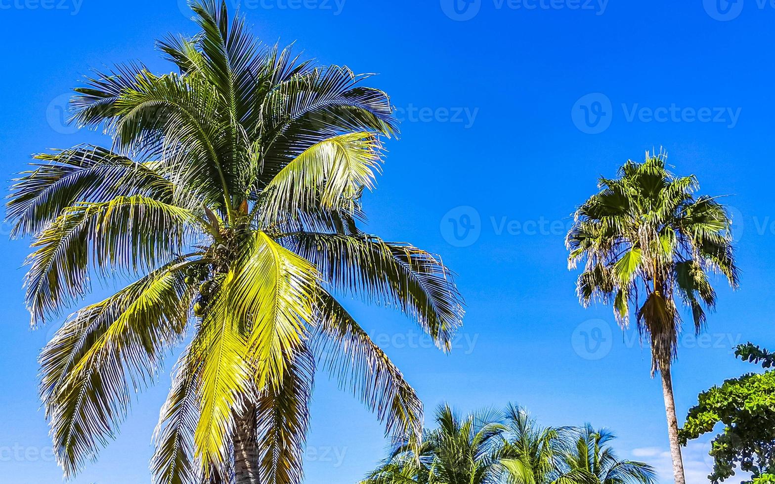 Tropical natural palm tree coconuts blue sky in Mexico. photo