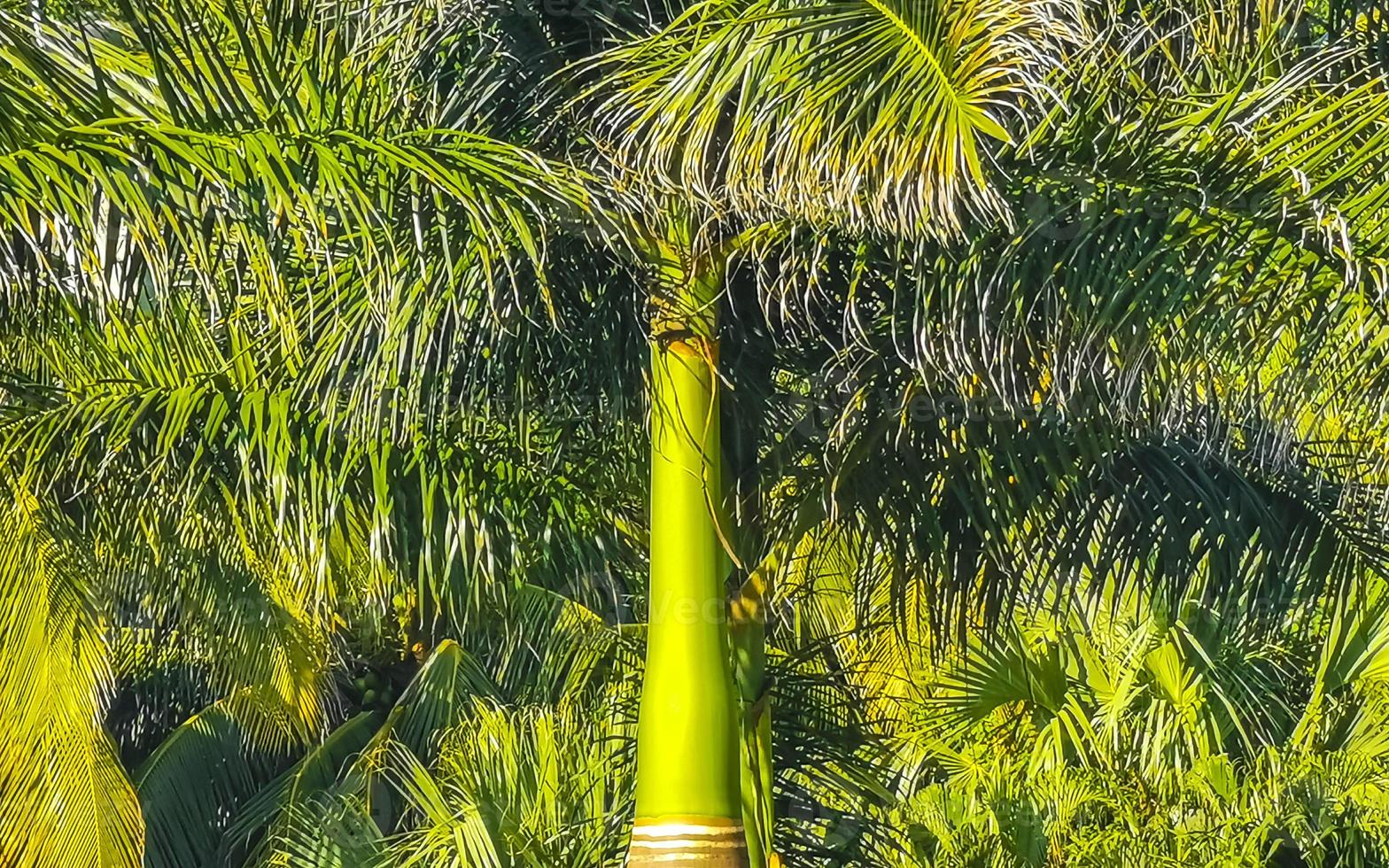 Tropical natural palm tree coconuts blue sky in Mexico. photo