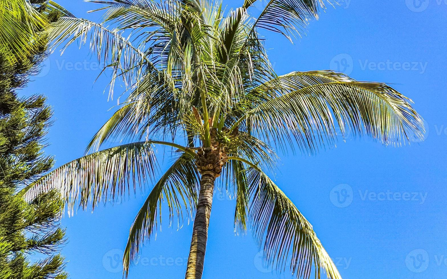 Tropical natural palm tree coconuts blue sky in Mexico. photo