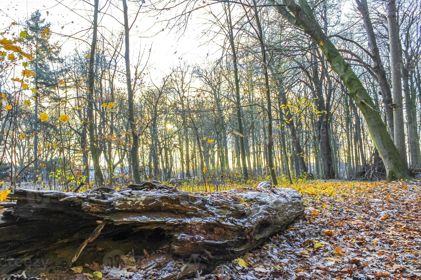 Cool fresh forest and nature in winter time in Germany. photo