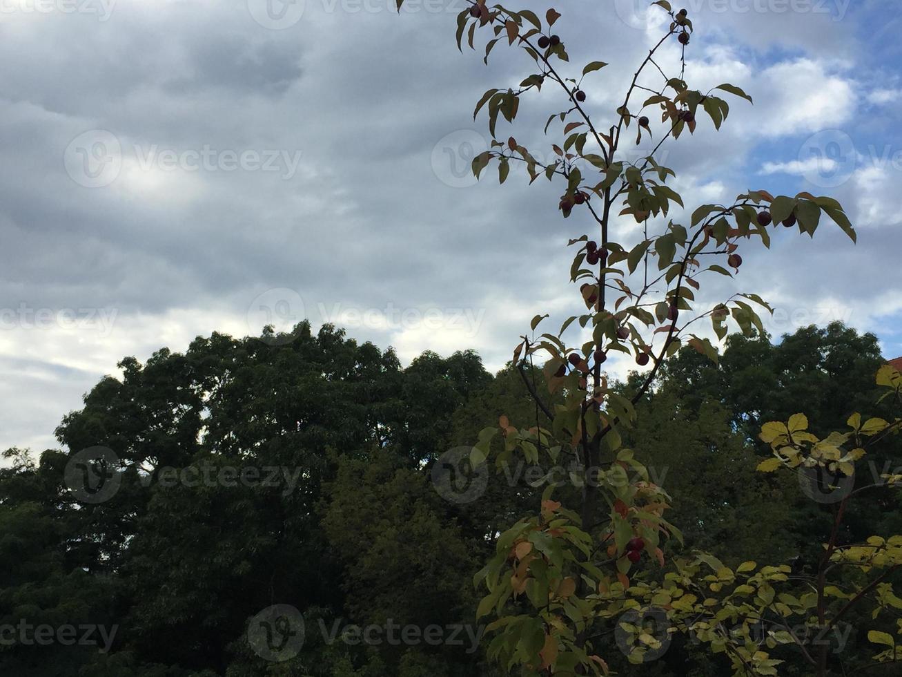 foto de vista de árbol