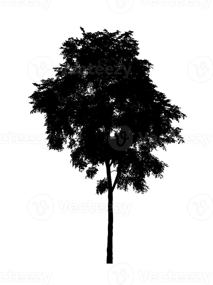 Tree silhouette for brush on white background photo
