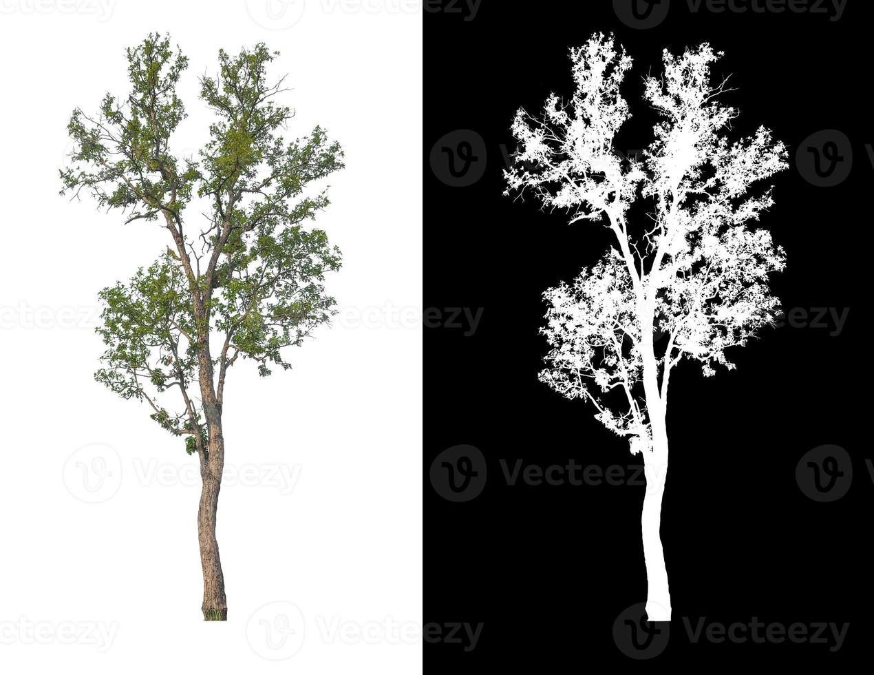 Tree isolated on white background with clipping path and alpha channel photo