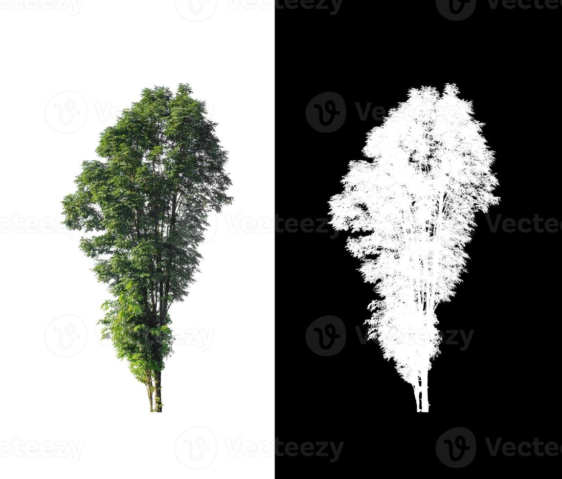 Tree isolated on white background with clipping path and alpha channel photo