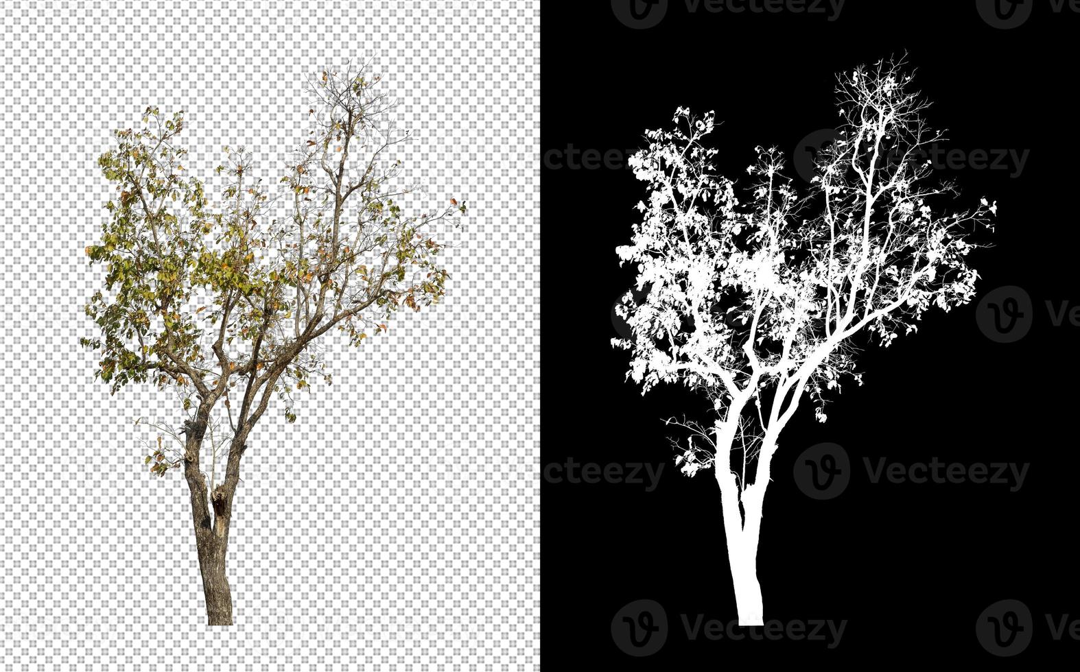 Isolated tree on transparent background with cut path and alpha channel. photo