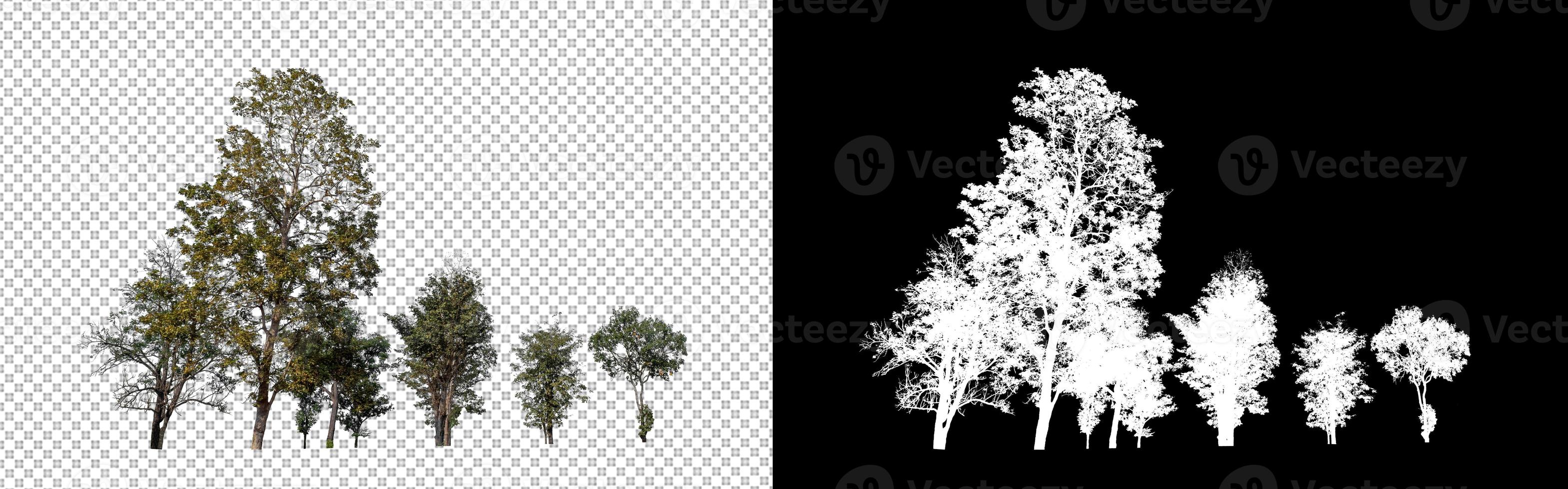 Isolated trees on transparent background with cut path and alpha channel. photo