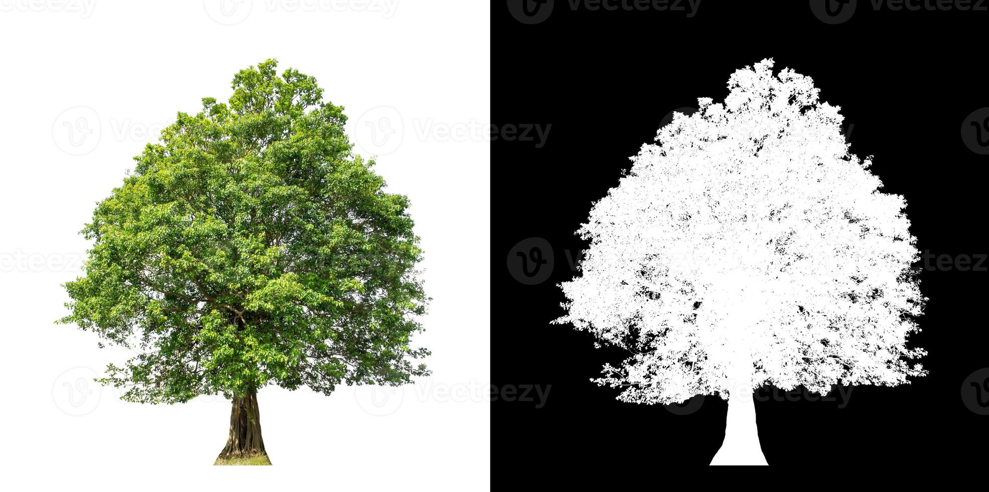 Tree isolated on white background with clipping path and alpha channel photo