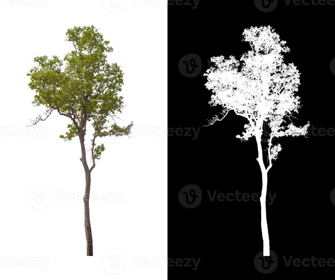single tree with clipping path and alpha channel on black background photo