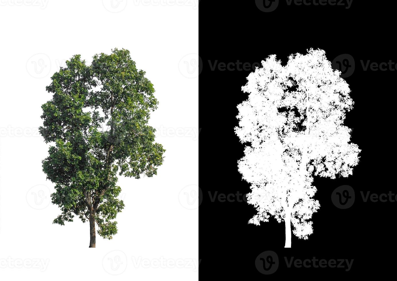 single tree with clipping path and alpha channel on black background photo