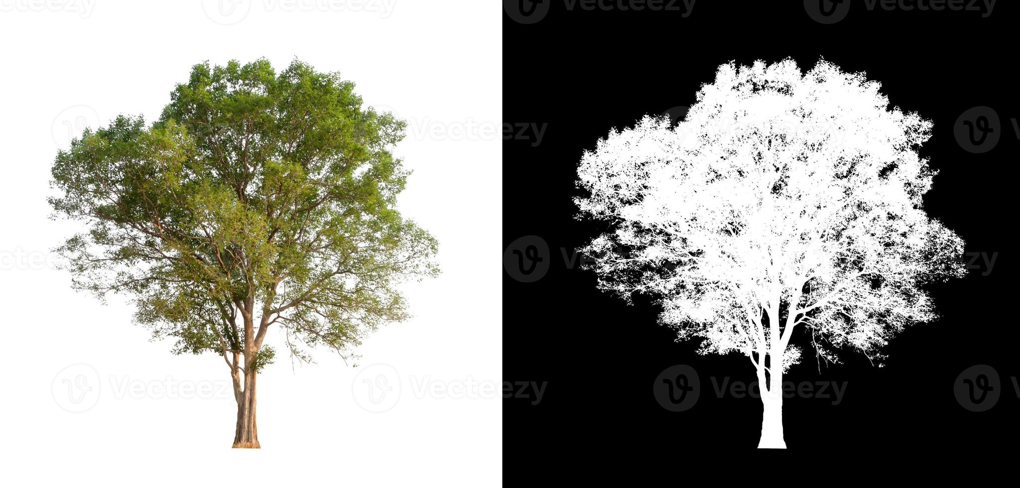 single tree with clipping path and alpha channel on black background photo