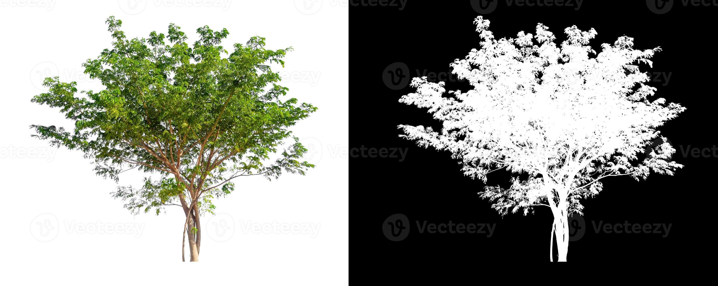 single tree with clipping path and alpha channel on black background photo