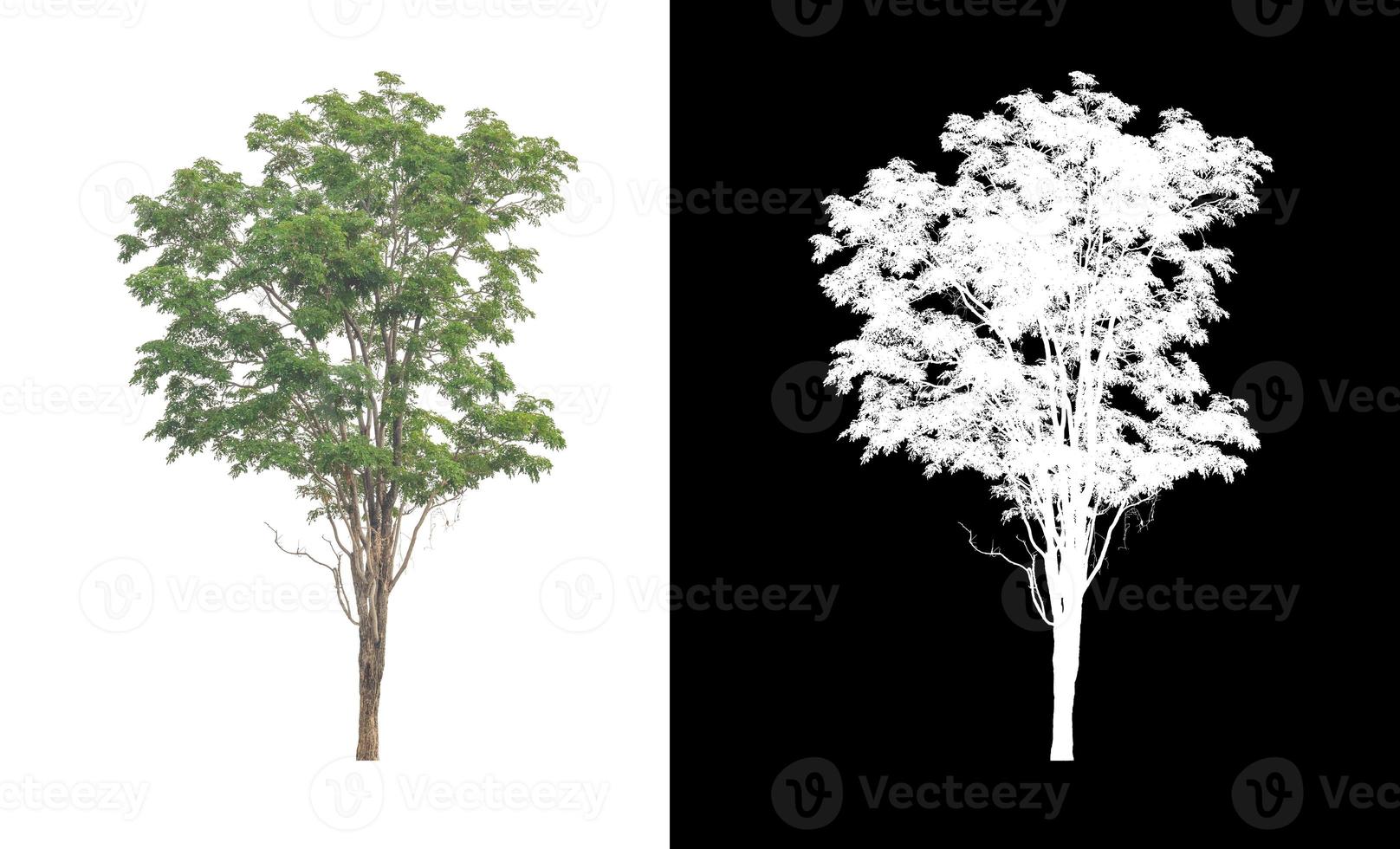 single tree with clipping path and alpha channel on black background photo