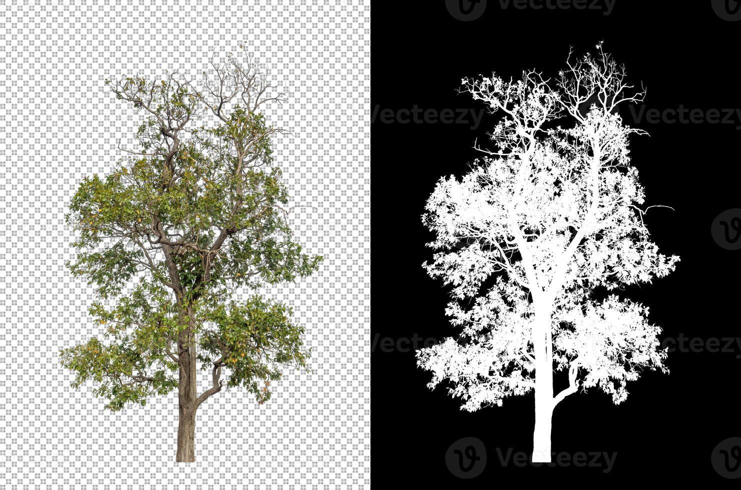 Tree isolated on transparent background with clipping path and alpha channel photo