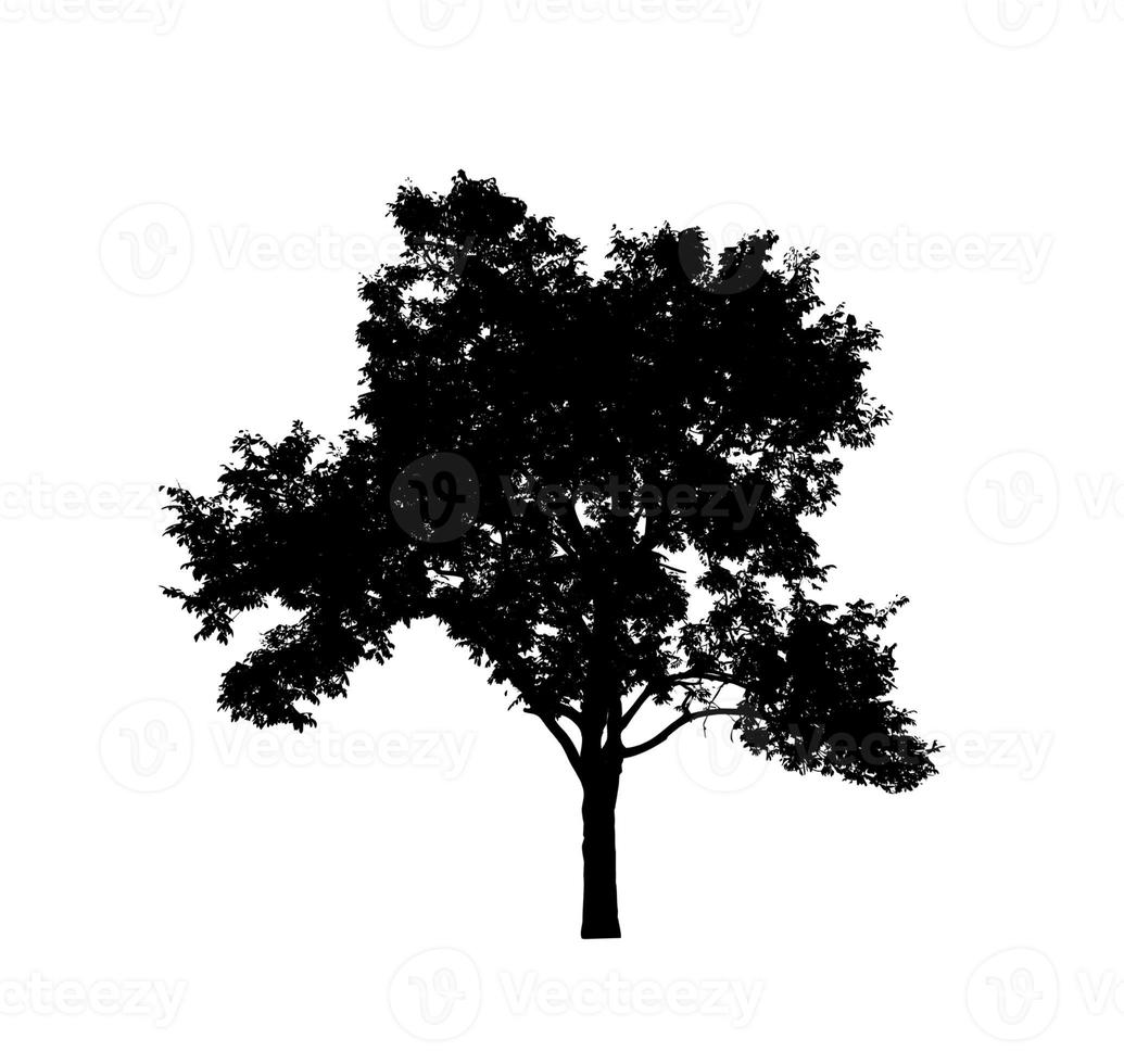 Tree silhouette for brush on white background photo