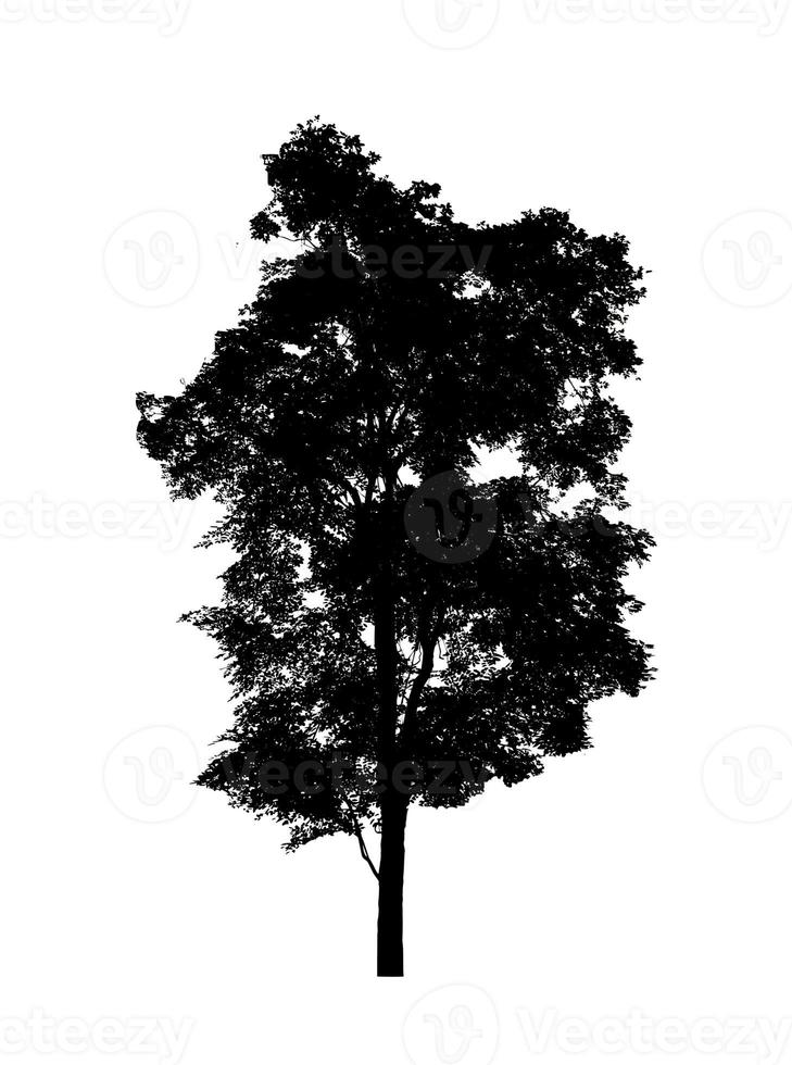 Tree silhouette for brush on white background photo