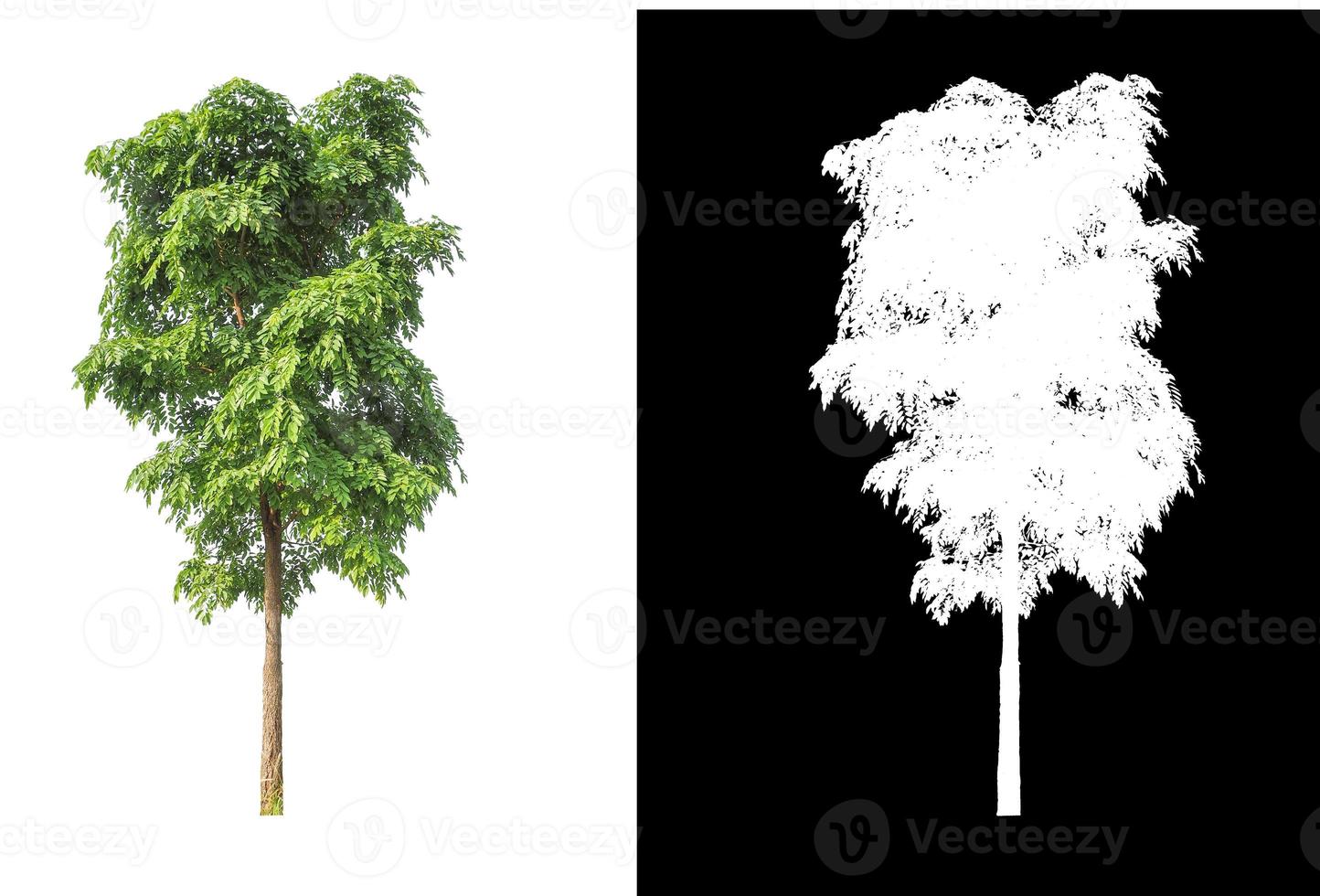 Tree isolated on a white background with clipping path and alpha channel photo