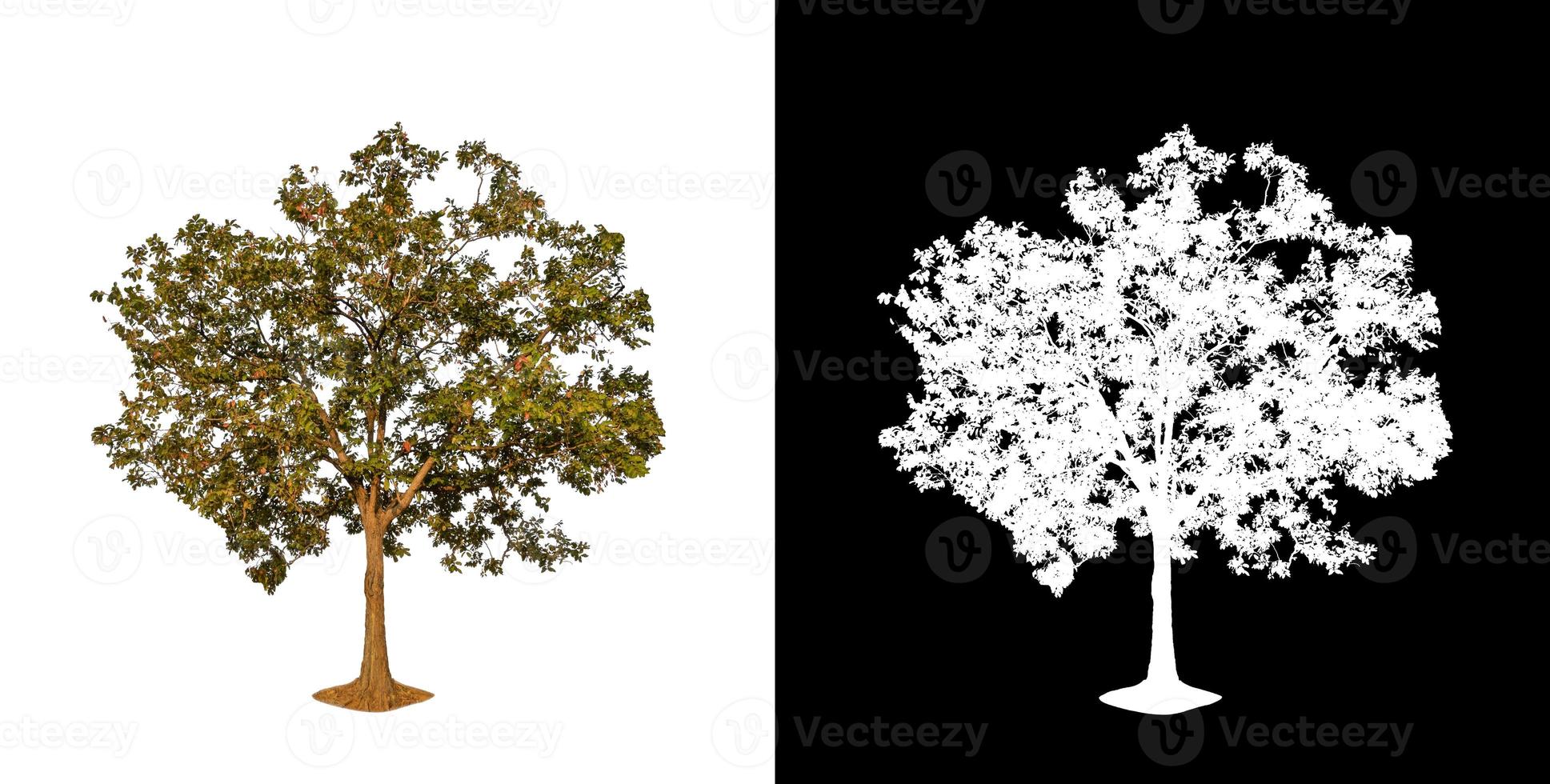 single tree with clipping path and alpha channel on black background photo