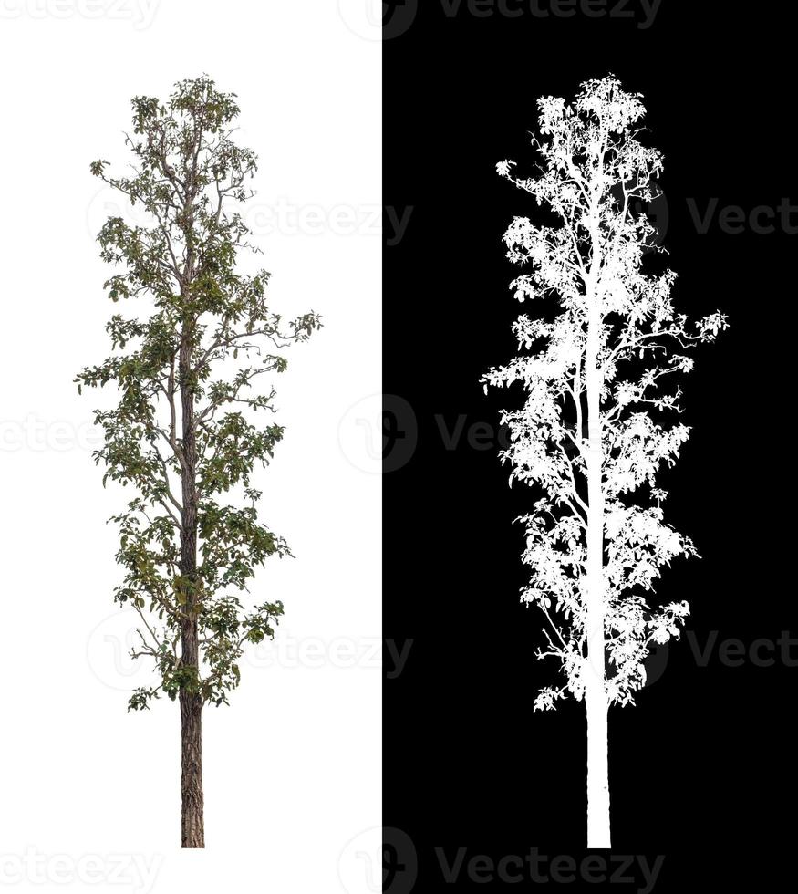 Tree isolated on white background with clipping path and alpha channel photo