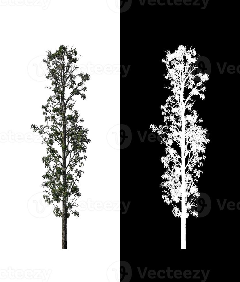 Tree isolated on white background with clipping path and alpha channel photo