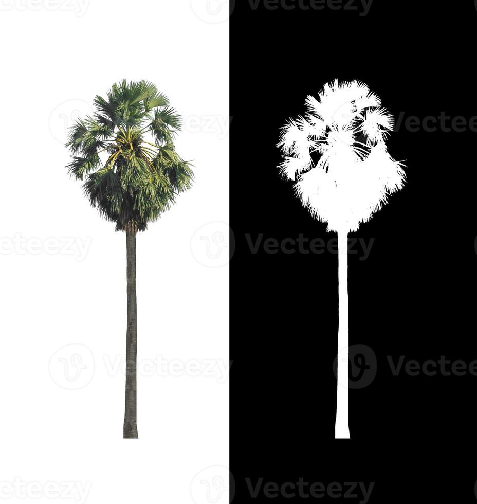 sugar palm that are isolated on a white background are suitable for both printing and web pages photo