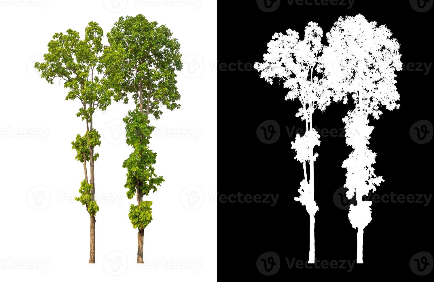 single tree with clipping path and alpha channel on black background photo