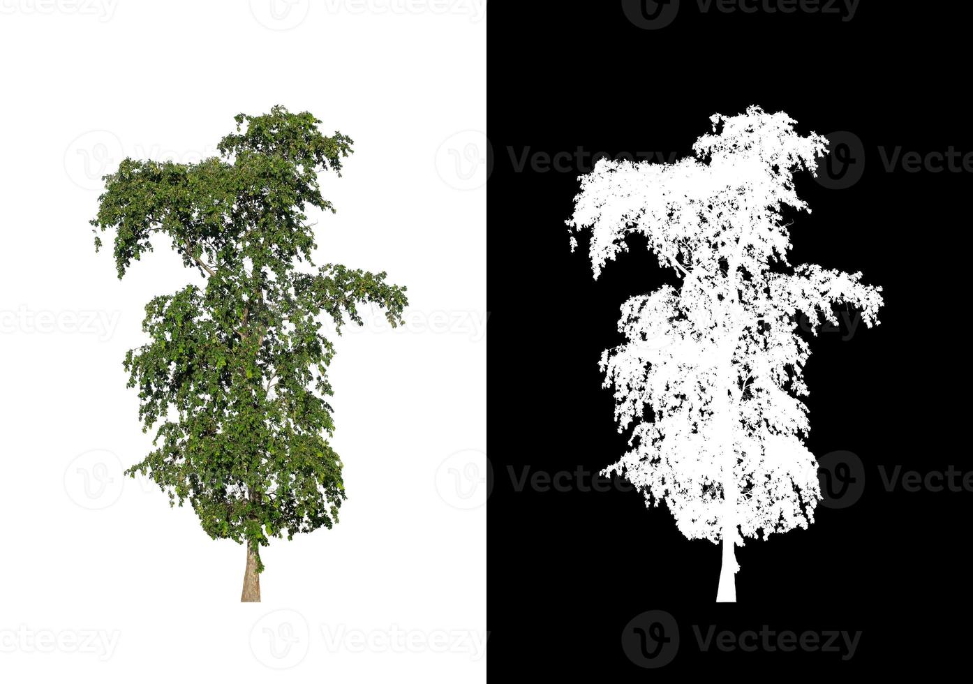 single tree with clipping path and alpha channel on black background photo