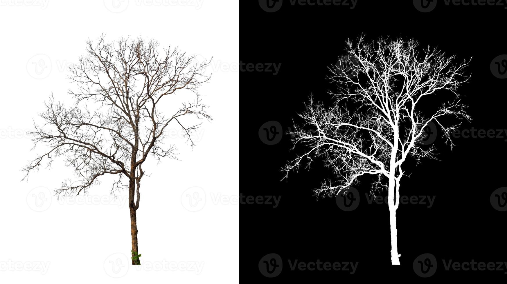 dead tree isolated on white background with cut path and alpha channel photo