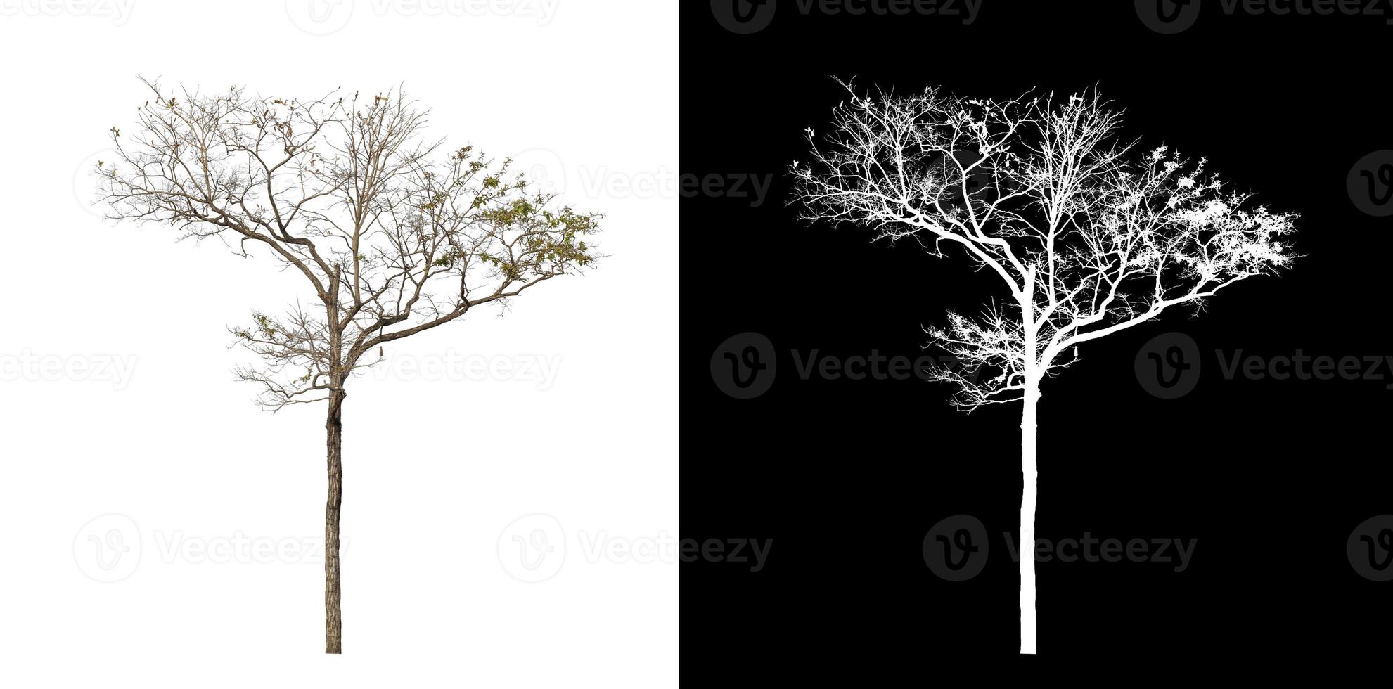 single tree with clipping path and alpha channel on black background photo