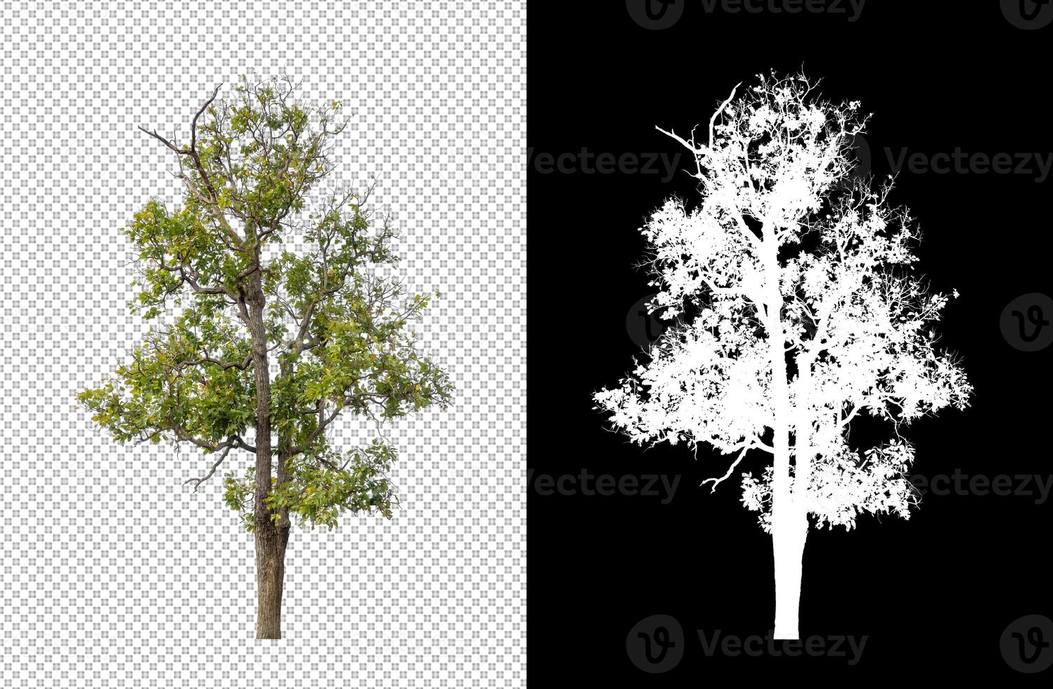 Tree isolated on transparent background with clipping path and alpha channel photo