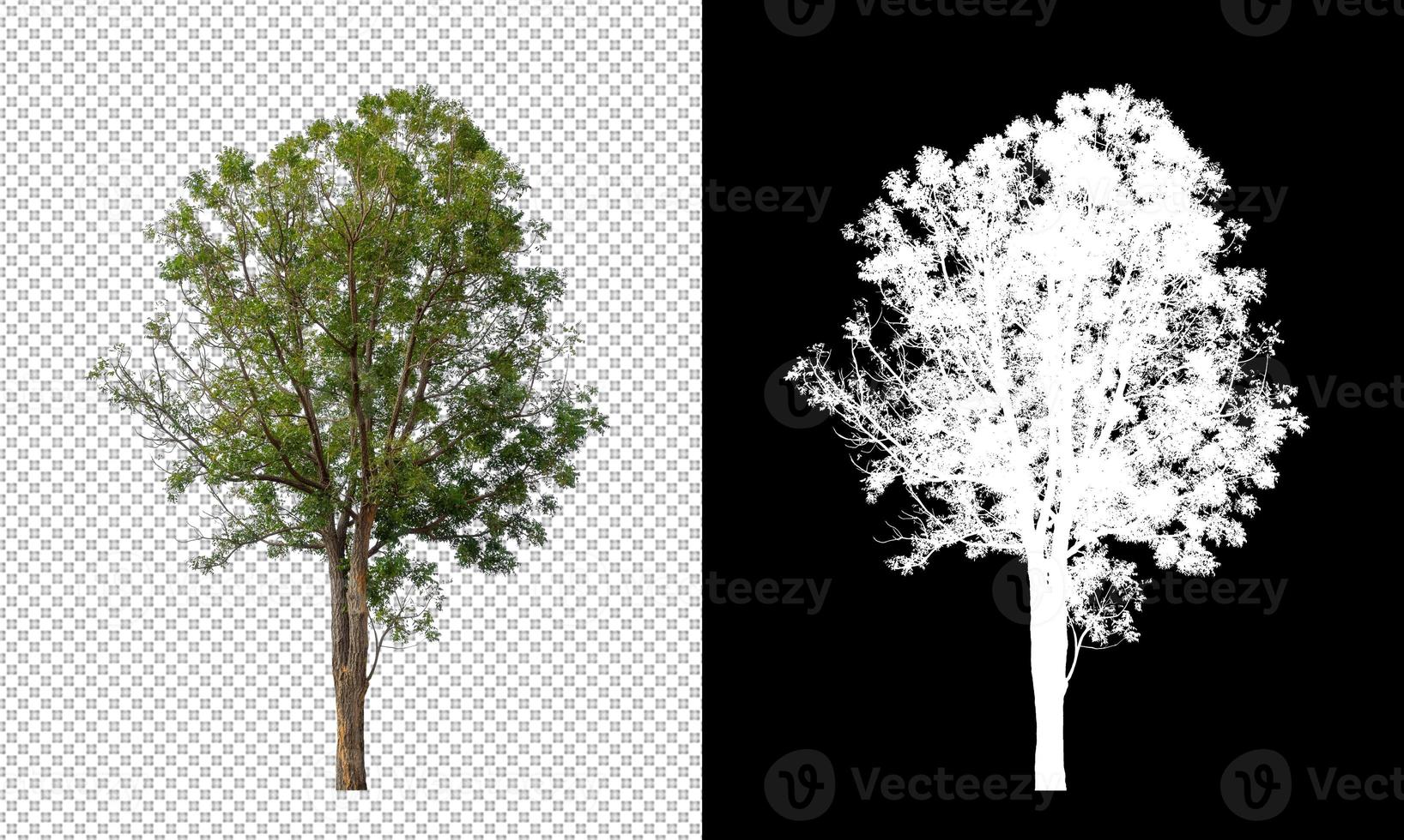 Tree isolated on transparent background with clipping path and alpha channel photo